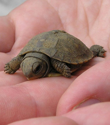 A photo of a hand holding a baby turtle