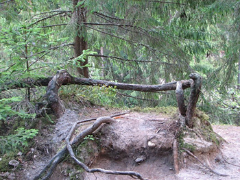 Tree roots exposed above ground due to soil erosion