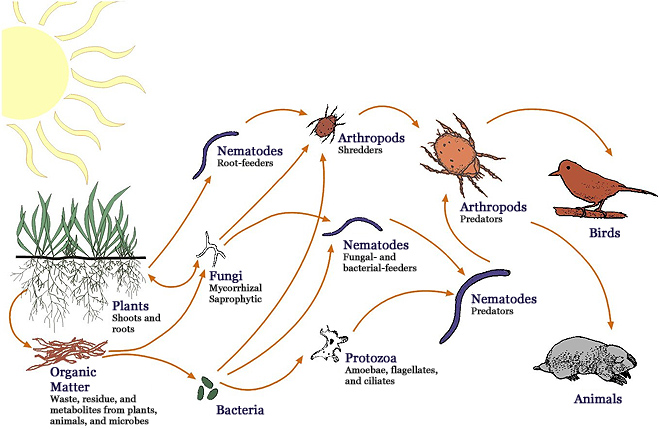 The soil food web