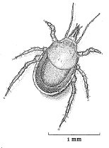 A drawing of a mite