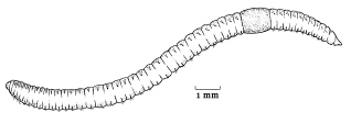 A drawing of a potworm (enchytraeid)