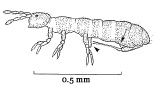 A drawing of a springtail (collembolan)