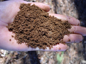 A photo of a researcher holding a small amount of soil