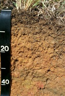 A photo of soil to a depth of about 50 centimeters